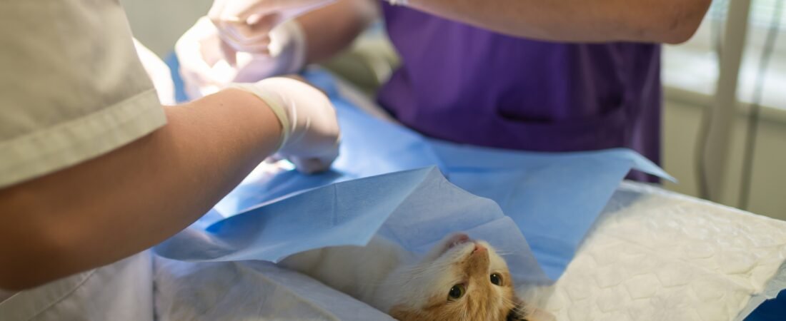 Cat & Dog Spaying and Neutering in Multan: Cost, Best Age, Benefits & Recovery Guide