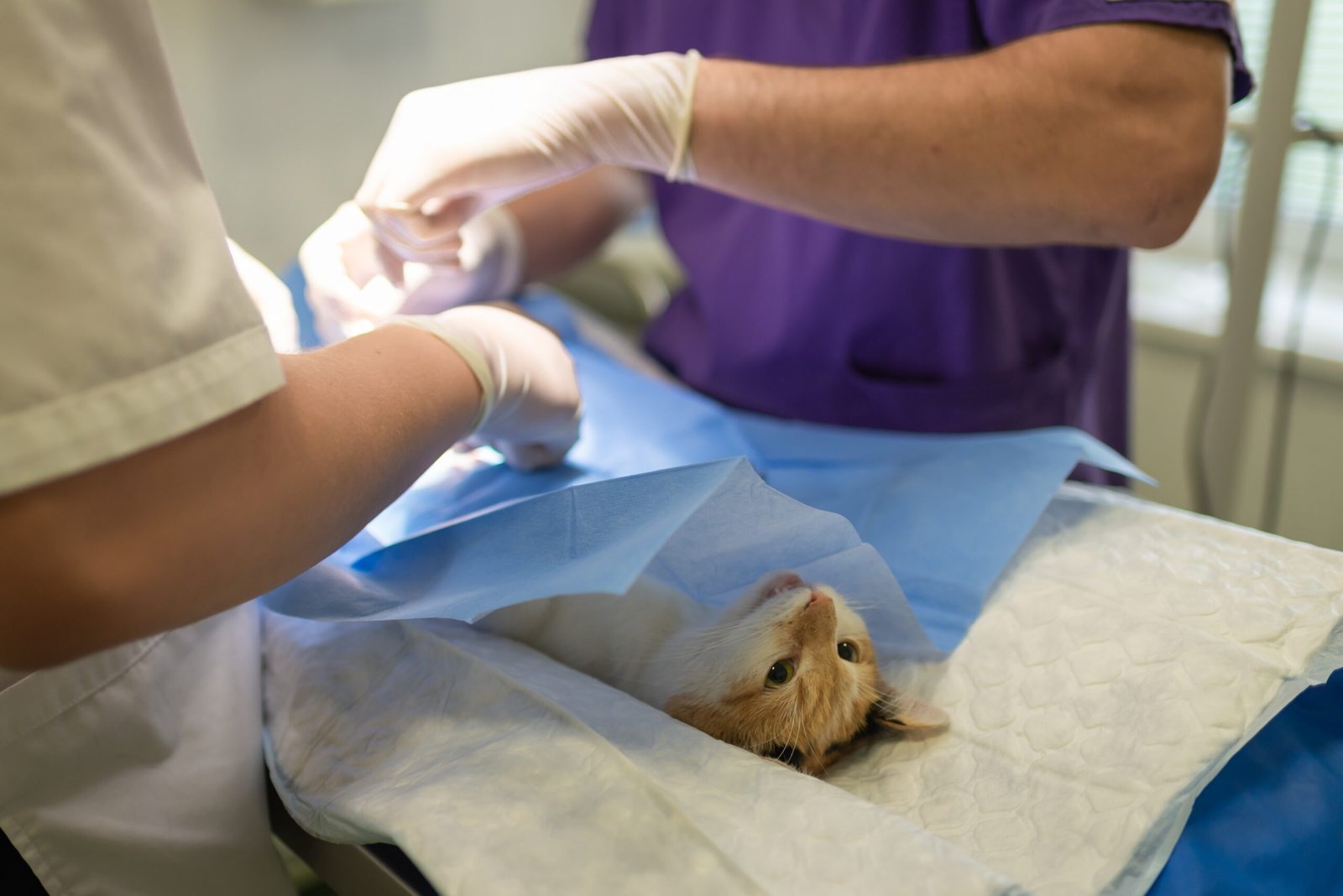 Cat & Dog Spaying and Neutering in Multan: Cost, Best Age, Benefits & Recovery Guide