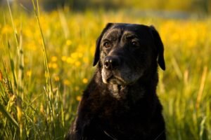 Dog in the Field Search of Shade