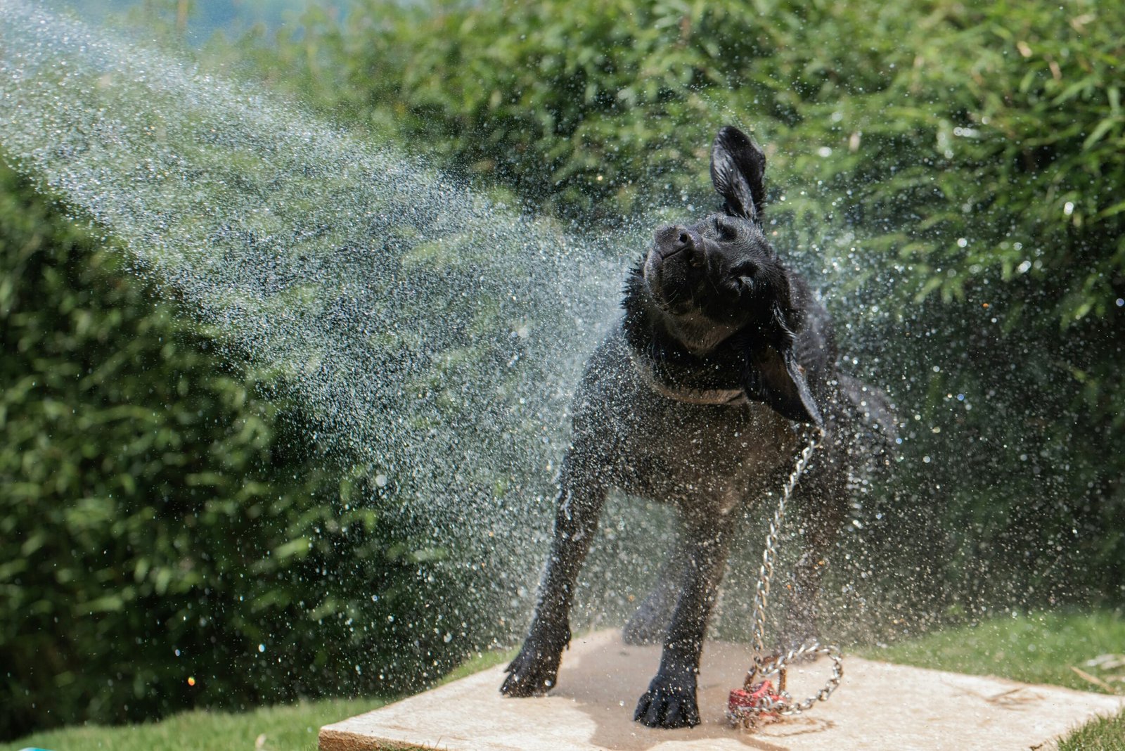 How to Keep Pets Safe from Summer Heat in Multan