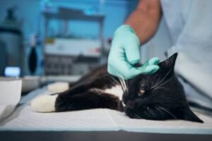 Pet Emergency warning signs