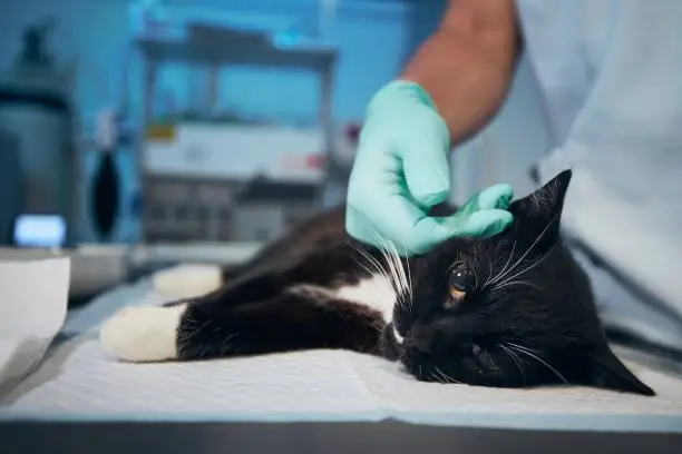 Is It a Pet Emergency? Signs You Should Call a Vet Right Away