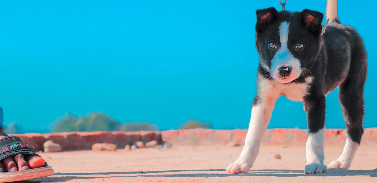 Winter Pet Care in Multan:10 Practical Tips from Our Expert Vets